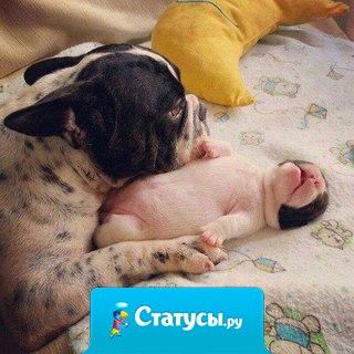 Умилительные картины собачьего семейного счастья.