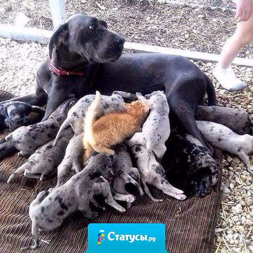 Вот она, наглая рыжая морда.