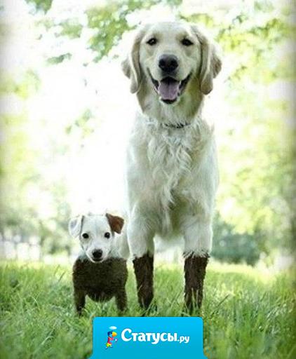 Друзья всегда вместе, при любых обстоятельствах.