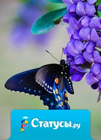 Бабочки — это цветы, которые сорвал ветер...