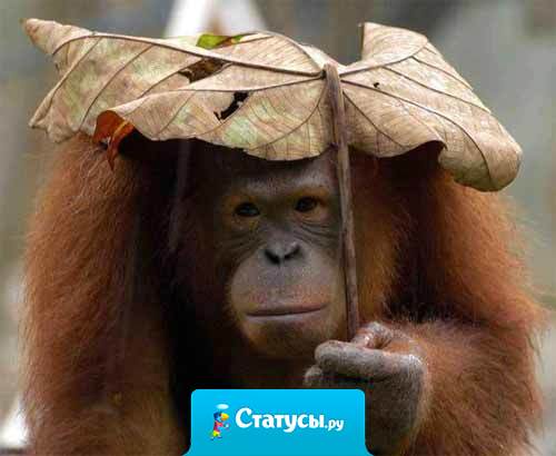 В июне в куртке ходила... В декабре с зонтом хожу... Скорей бы январь - сарафан хочется надеть...