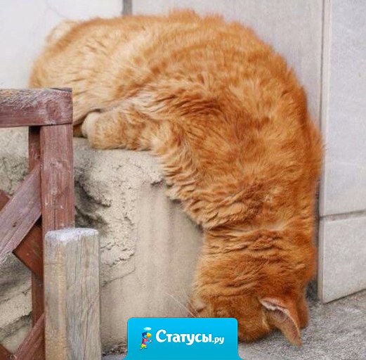 Когда встать - встала, а проснуться - не проснулась.