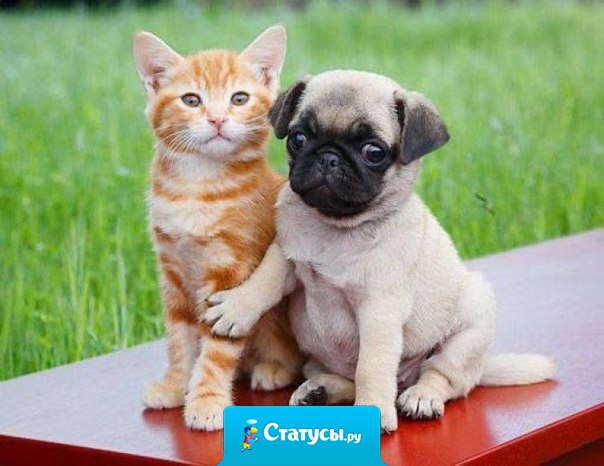 Кошечка моя, отойди я сам разберусь.