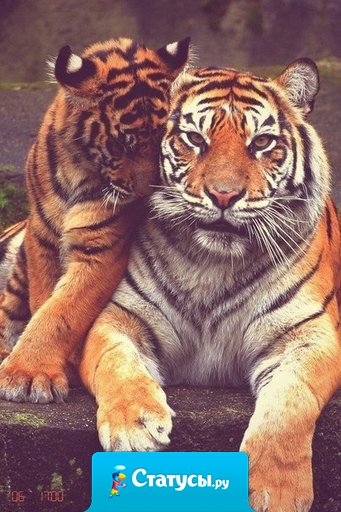 Мужчина ответственен за женщину, он ее лидер, правитель, который дисциплинирует ее, когда она входит в заблуждение.