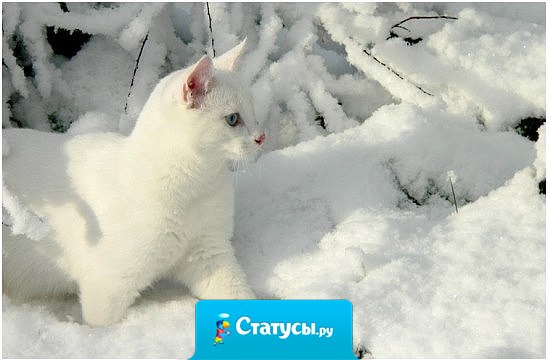 В чудеса я по-прежнему верю, Пусть звучит это странно весьма… А по улочкам, тропкам и скверам Белой кошкой крадётся Зима.