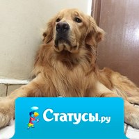 Пес, хомяк и 8 птиц — самая очаровательная дружба в мире.