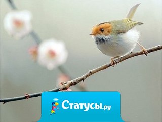 Если в твоей душе осталась хоть одна цветущая ветвь, на неё всегда сядет поющая птица!