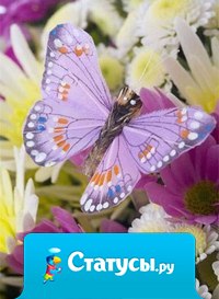 Счастье капризно и непредсказуемо, как бабочка: когда ты пытаешься его поймать, оно ускользает от тебя, но стоит отвлечься – и оно само опустится прямо в твои ладони.