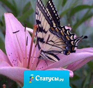 Есть такие моменты, при одном воспоминании о которых, даже спустя долгое время, внутри порхают бабочки и все искрится радостью.