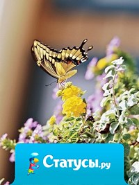 Согласно древней индийской легенде, бабочки передают наши желания небесам...