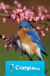 Проблема этого мира в том, что глупцы и фанатики слишком уверены в себе, а умные люди полны сомнений.