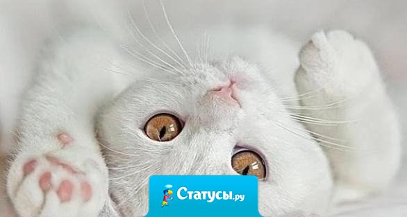 Кошки — это вам не люди, они ни за что не станут спать с теми, кого не любят...