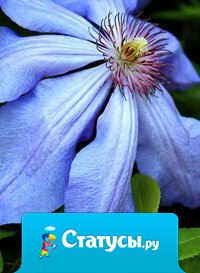 Ваше время ограничено, поэтому не позволяйте шуму чужих мнений перебивать ваш внутренний голос. Имейте храбрость следовать сердцу и интуиции.