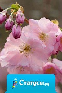 Прекрасное не есть право. В мире нет ни абсолютно прекрасного, ни абсолютной красоты: всё зависит от того, как смотришь на предмет. Всё зависит от мерила. 