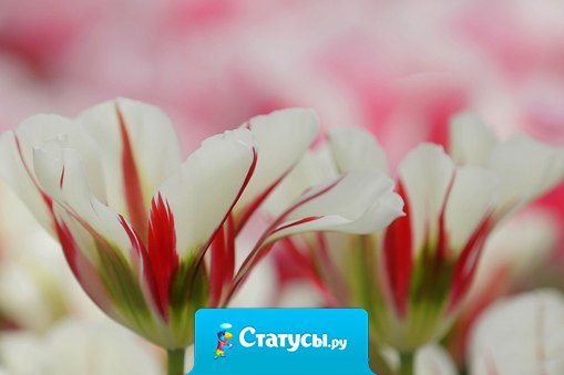 Ничто так не обманывает нас, как наше мнение.