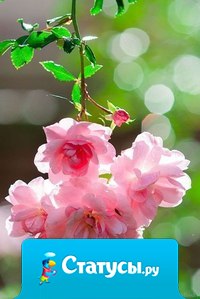 Позитивный человек, это тот, кого послали куда подальше, а он вернулся отдохнувший и с магнитиками.