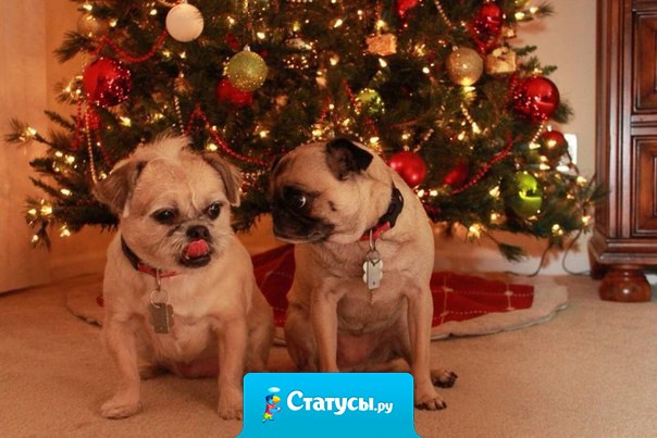 — Мы должны свалить эту елку. — Но мы не коты. — Мы должны.