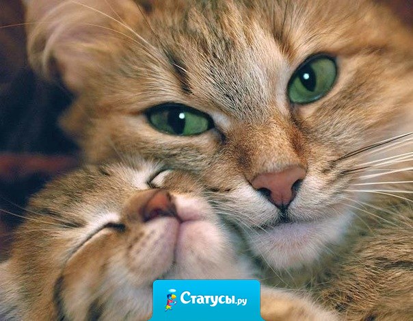 Люди у которых есть кошки, живут дольше и менее подвержены стрессам.