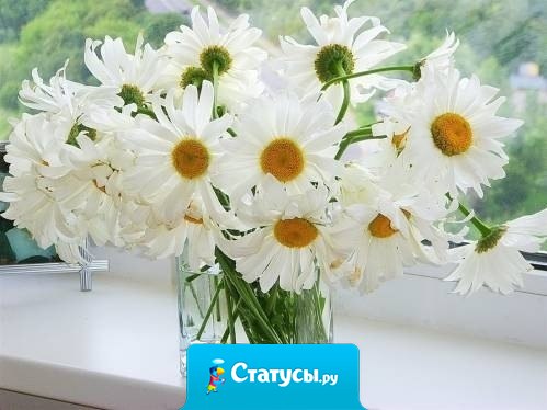 Мне не нужны кольца, шубы, дорогие цветы... Подари мне охапку ромашек и свою улыбку, и я буду счастлива..