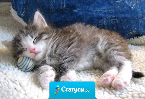 У котов вечная болезнь — выпендриваться. Откроешь ему дверь, а он полгода будет заходить.