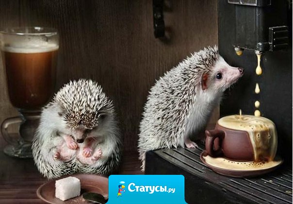 Когда на улице ненастье и неохота выходить, то чашка кофе — просто счастье... и это счастье можно пить!