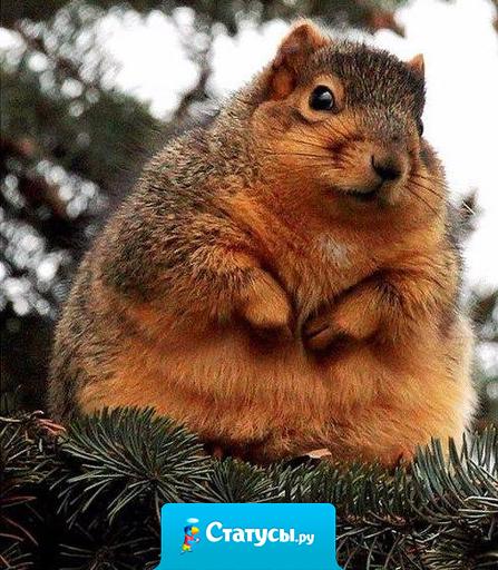 Сидишь, сложа руки на пузике, и ждёшь чуда. А чуда всё нет и нет. Зато есть пузико.