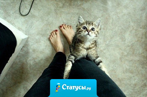 Нельзя так просто взять и пройти мимо кота, не потискав его.