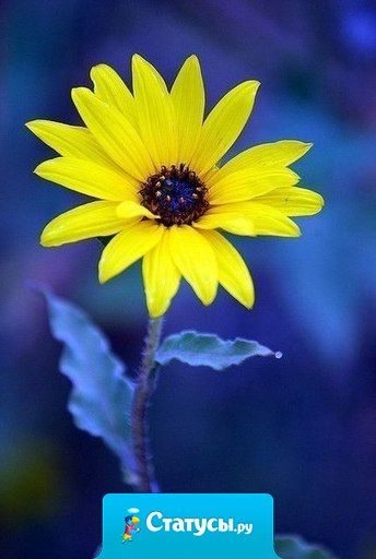 Есть три проявления Бога на земле: природа, любовь и чувство юмора. Природа помогает жить, любовь помогает выжить, а чувство юмора пережить.