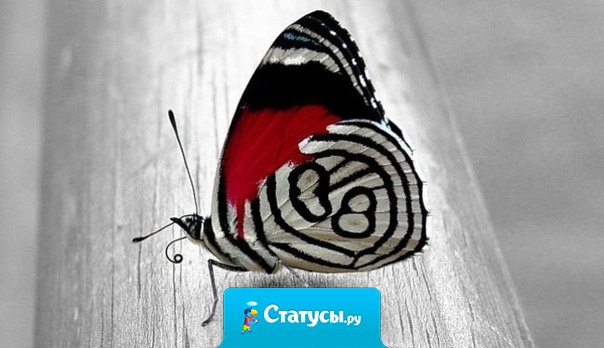 Если бы гусеница держалась за прошлое, она бы никогда не стала бабочкой.