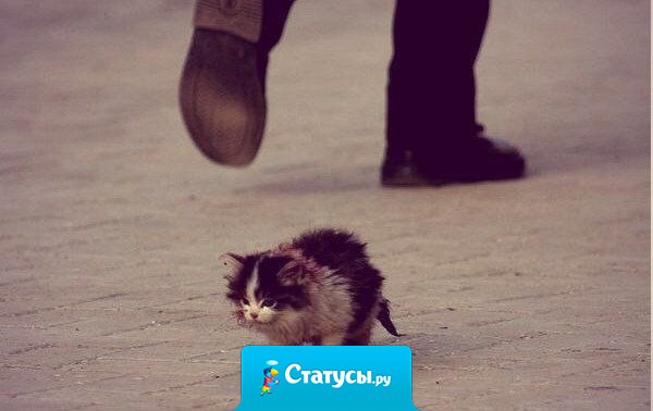 Я хочу чтобы животных не выбрасывали, как старые игрушки.