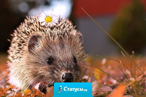 Доводилось ли вам видеть дуб в состоянии стресса или дельфина пребывающем в мрачном расположении духа, лягушку страдающую заниженной самооценкой, кошку, которая не может расслабиться или птицу обремененную обидой? Поучитесь у них умению мириться с настоящим.