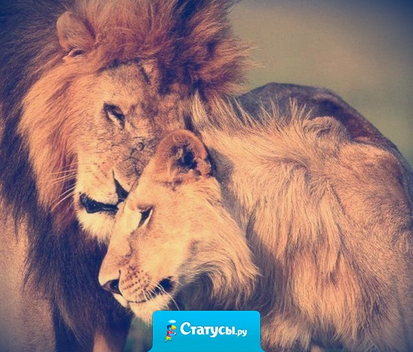 Отношения становятся счастливыми не потому, что люди так здорово ладят друг с другом, а потому, что они упорно преодолевают те моменты, где они не ладят.