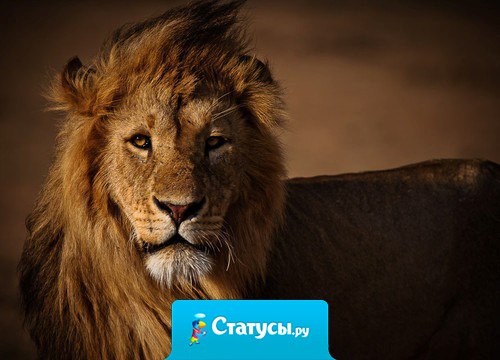 Наберись смелости, если хочешь что-то изменить. Наберись терпения, если что-то изменить невозможно. И будь мудрым, чтобы знать, когда нужна смелость а когда терпение. Целься в луну! Даже если промахнешься, окажешься среди звезд!