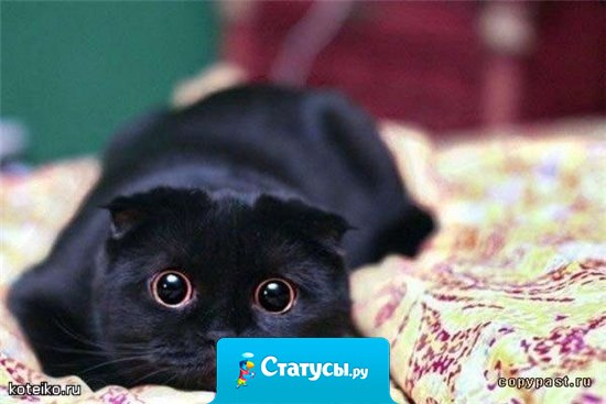 Если вам перешла дорогу черная кошка, значит, у неё дела на другой стороне улицы.