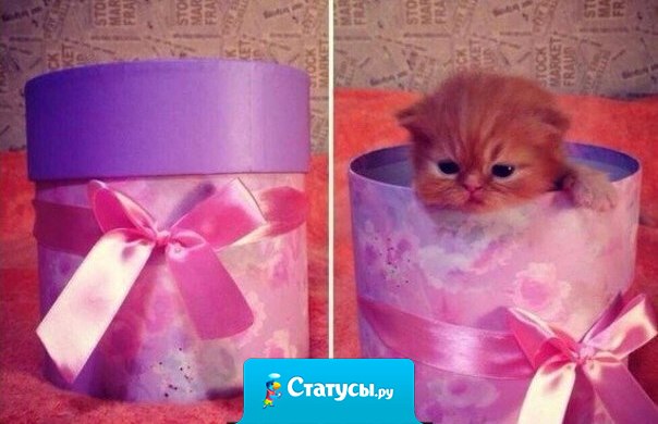 Самый лучший подарок - это верный друг