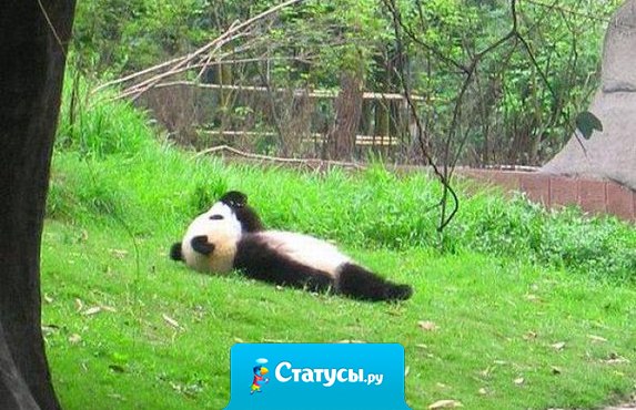Иногда я просто хочу быть пандой