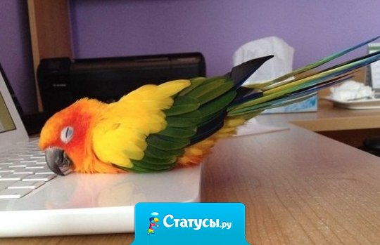 Вот так я пишу курсовую!