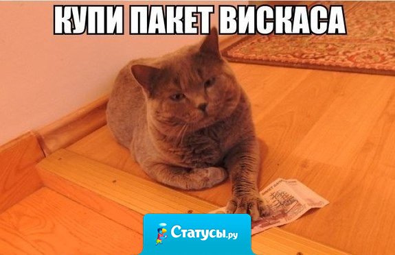 Мое материальное положение - кот дает карманные деньги