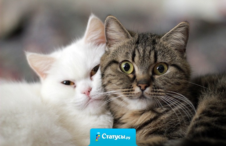 Хорошо быть котом, вся твоя жизнь один большой выходной