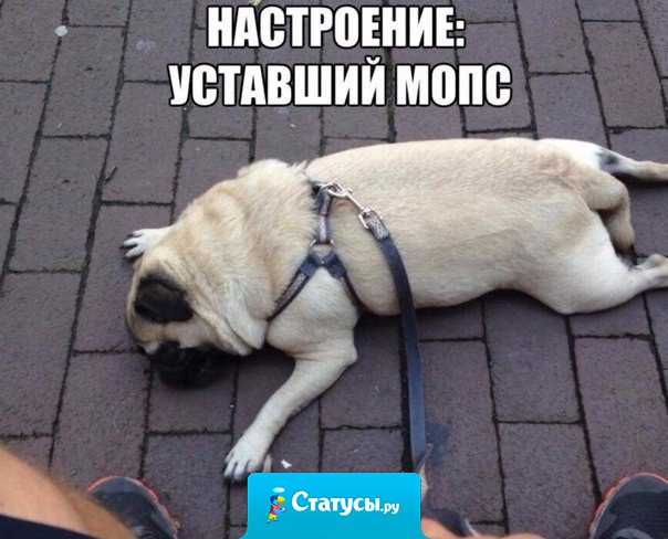 Настроение: уставший мопс